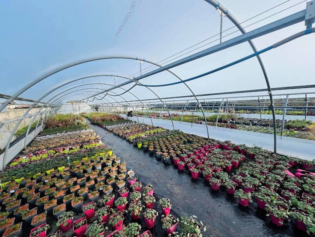 Flower beds in full colour under the glass roof of a large greenhouse