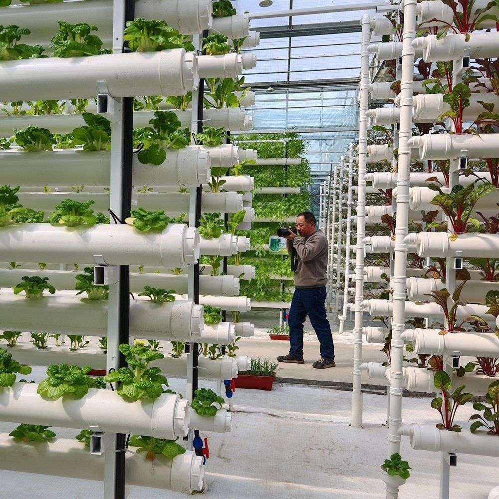 Vertical hydroponic towers inside a glass greenhouse used for salad crops