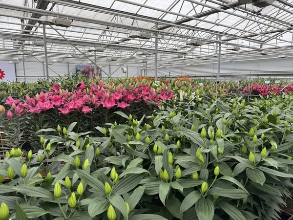 Flower displays arranged in a glass greenhouse at a grower open day