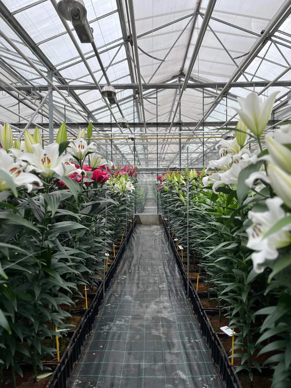 Flower crops growing in rows inside a multi span glass greenhouse