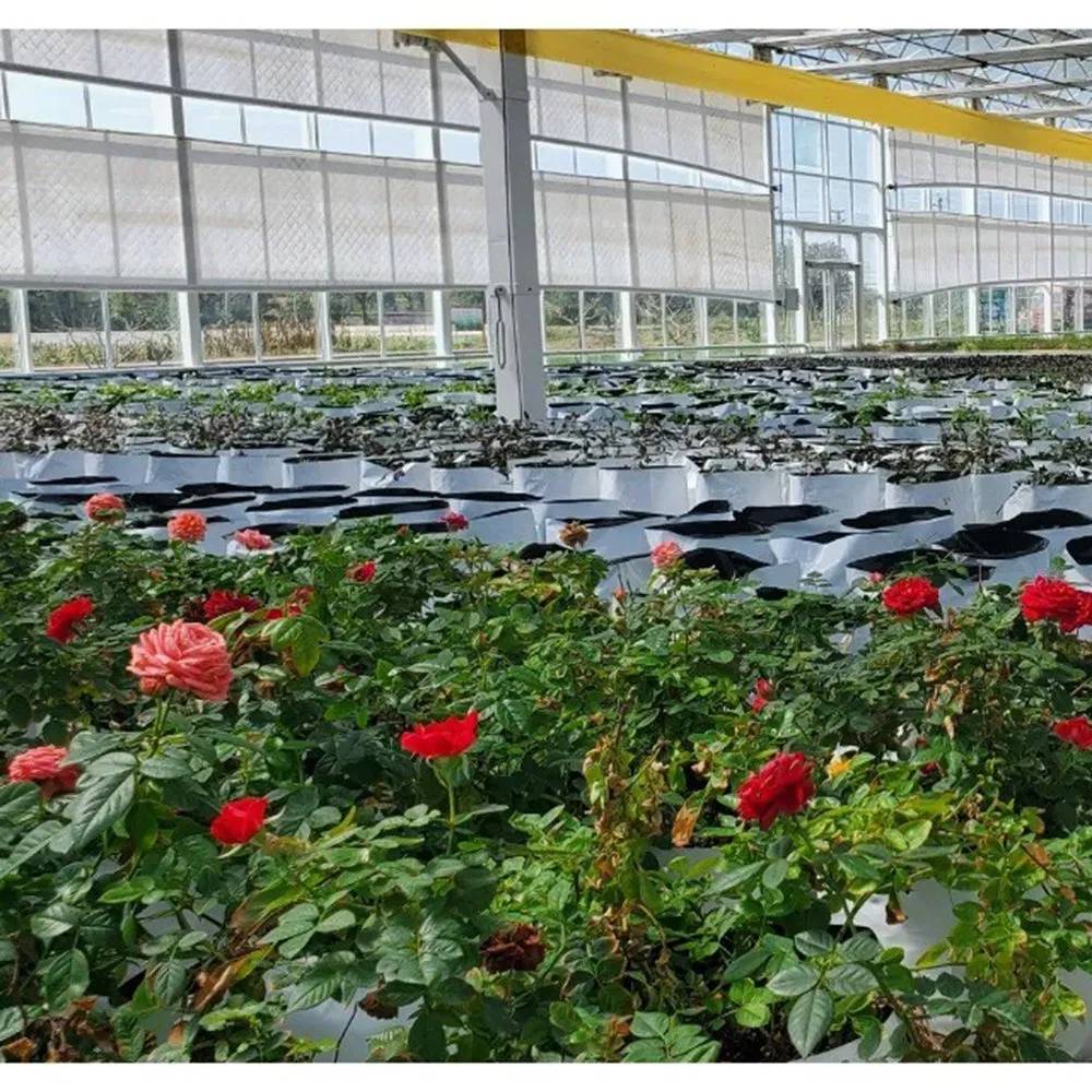 Roses growing in beds inside a large multi span polycarbonate greenhouse