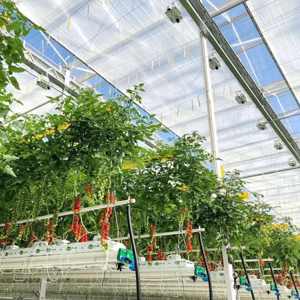 Tomato plants trained on strings in rows inside a polycarbonate greenhouse