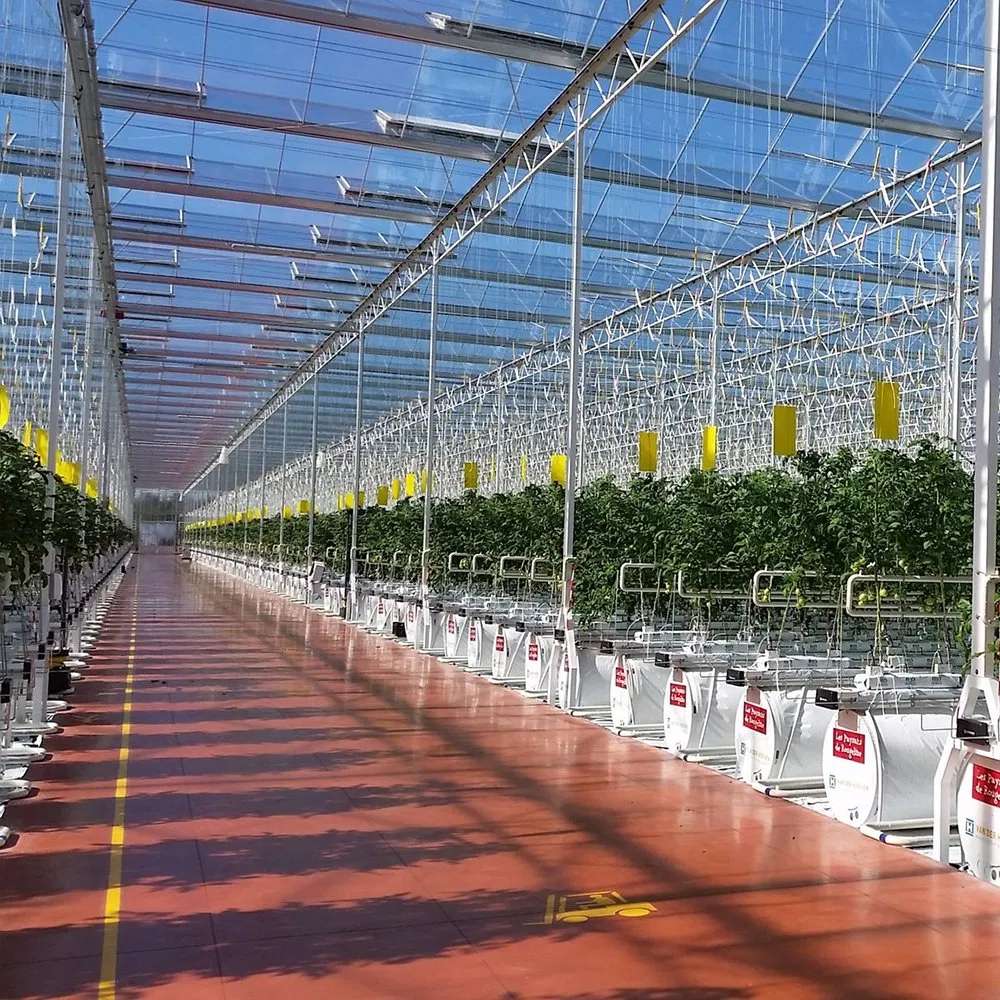 Long aisle between crop rows inside a polycarbonate greenhouse