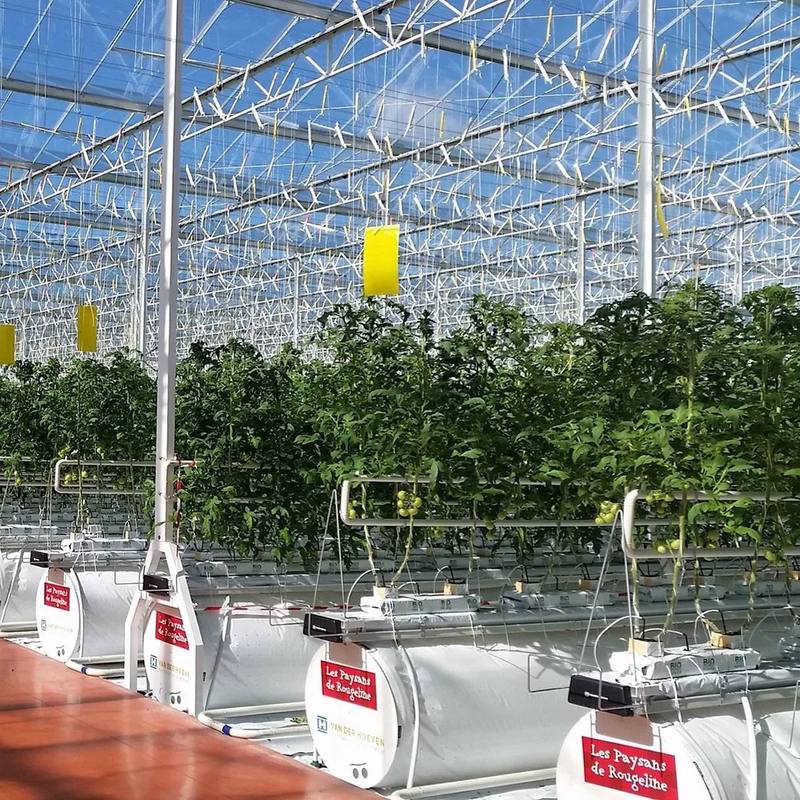 Hydroponic gutter rows inside a large polycarbonate greenhouse