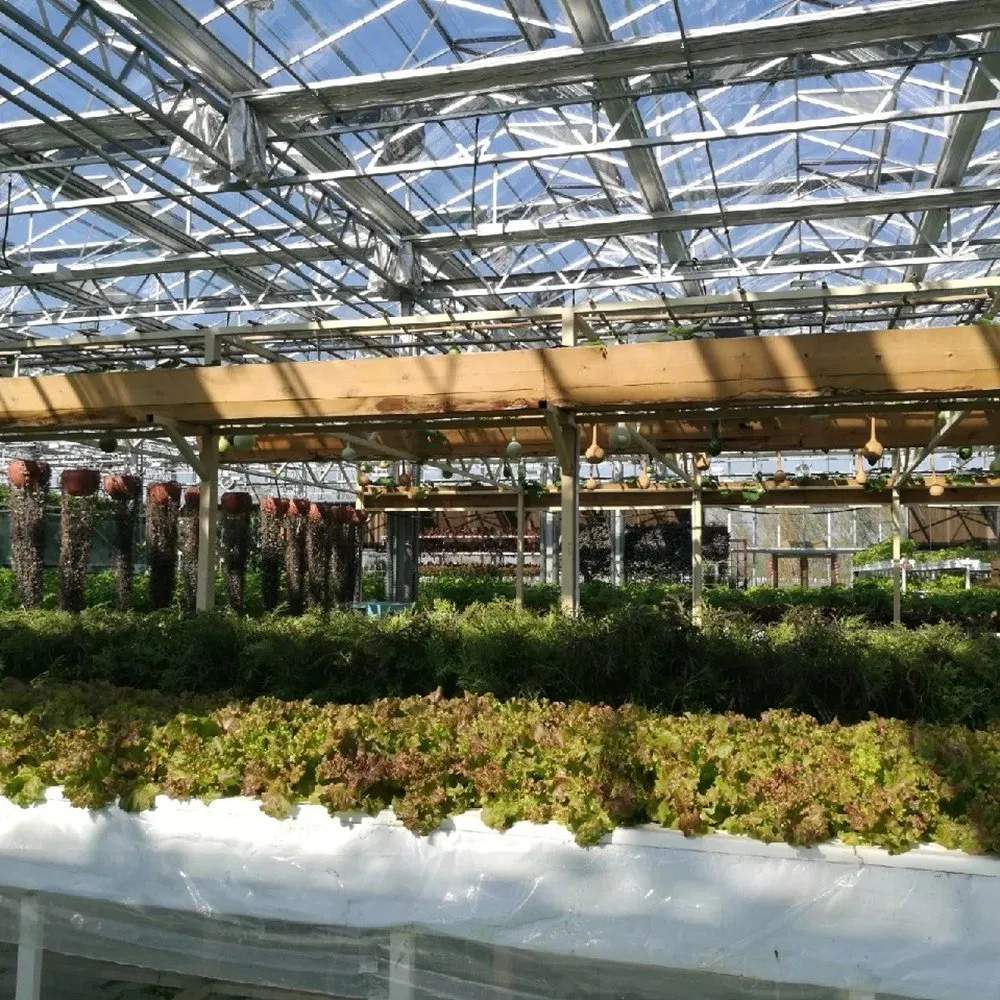 Steel structure and glazing bars seen from inside a large greenhouse