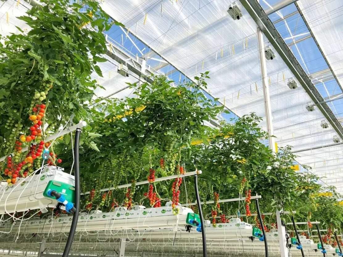 Peppers and tomatoes growing under a polycarbonate roof inside a large house