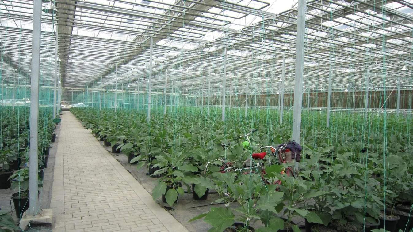 Crop beds and a central path inside a polycarbonate greenhouse