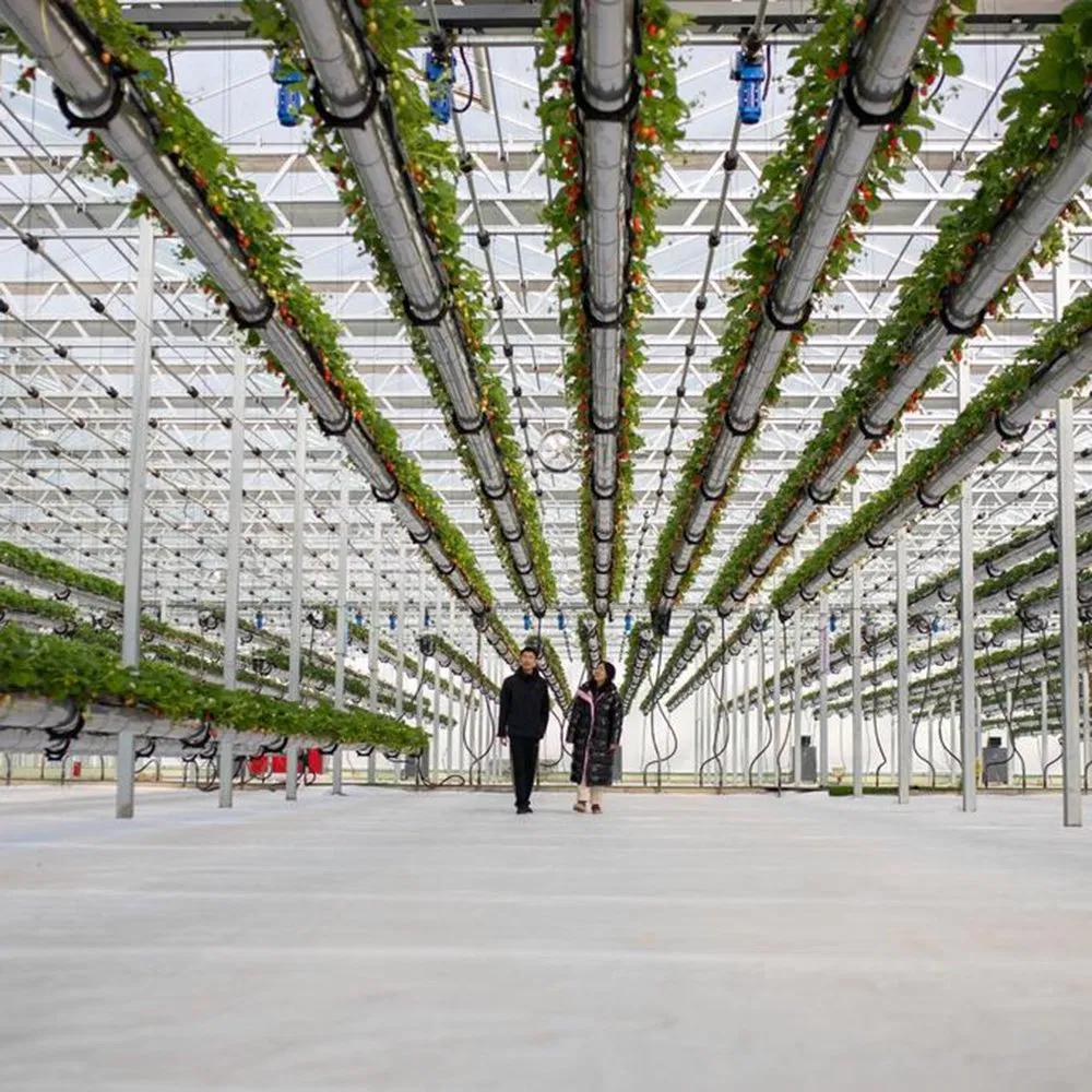 Crop rows and an aisle inside a multi span polycarbonate greenhouse