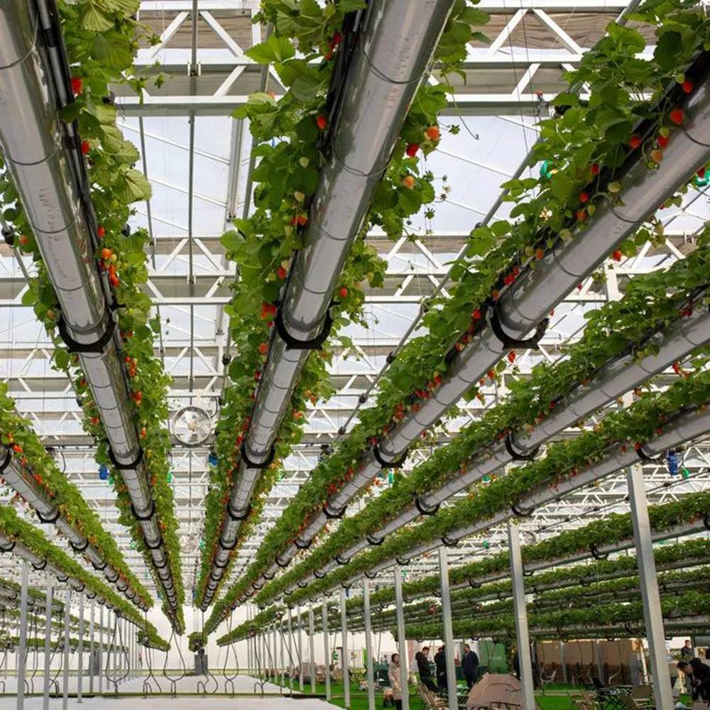 Crop rows trained along overhead gutters inside a large polycarbonate greenhouse