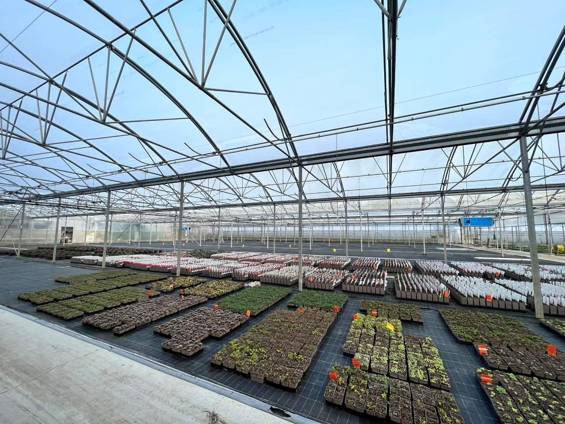 Plant trays laid out on benches inside a multi span polycarbonate greenhouse