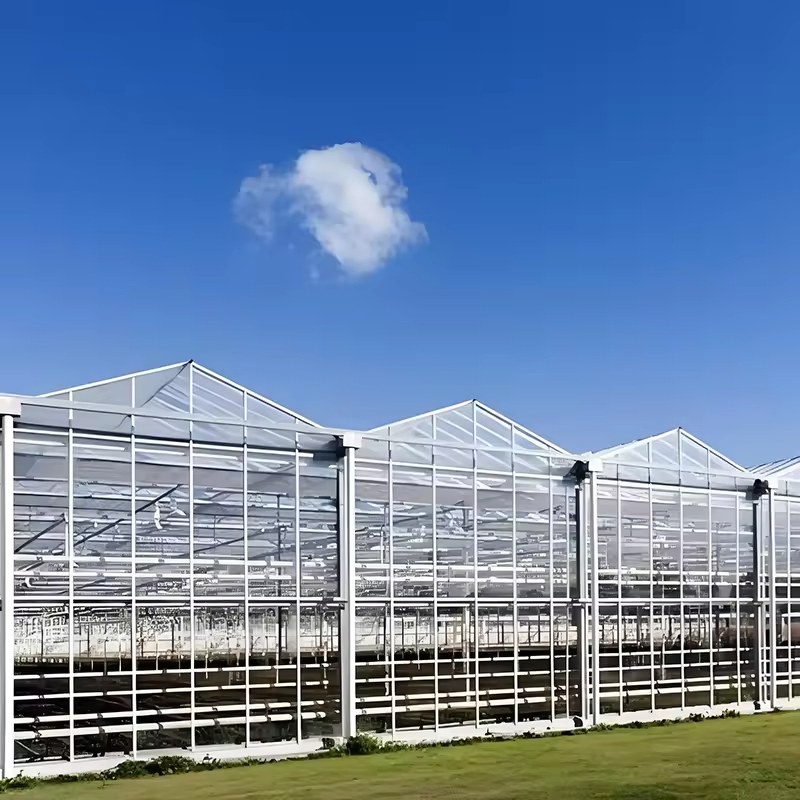 Dutch Hydroponic Strawberry Greenhouse with Polycarbonate Cover