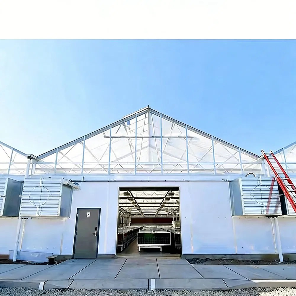 Multi span PC sheet greenhouse with cooling pads along the wall