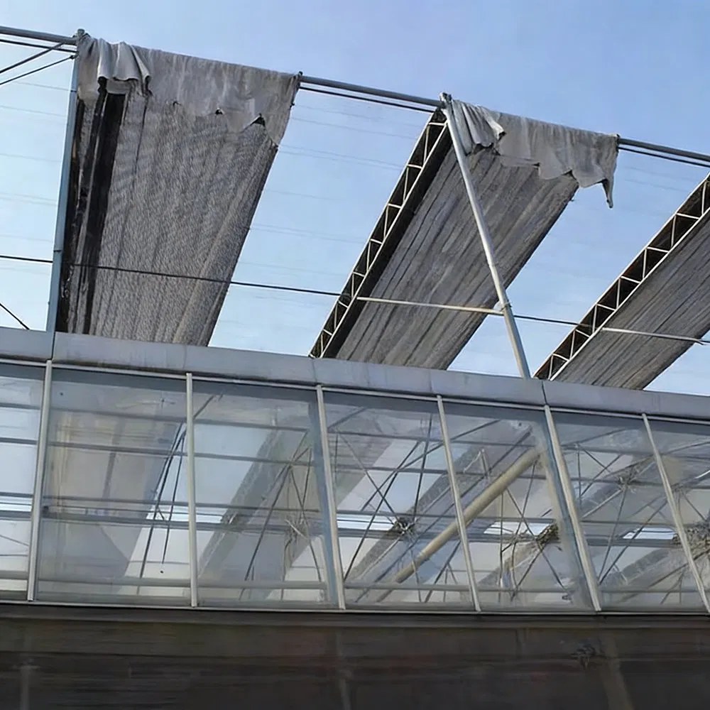 Blackout screens retracted along the roof of a multi span greenhouse