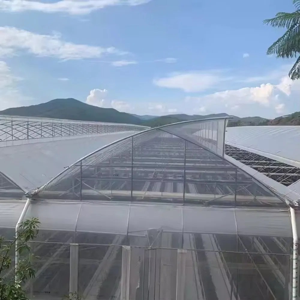 Multi span film greenhouse with steel frame standing below a mountain range