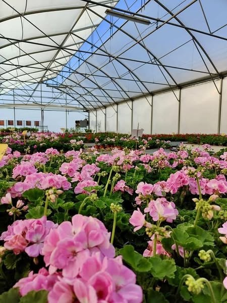 Pink flowering plants growing on benches inside a greenhouse