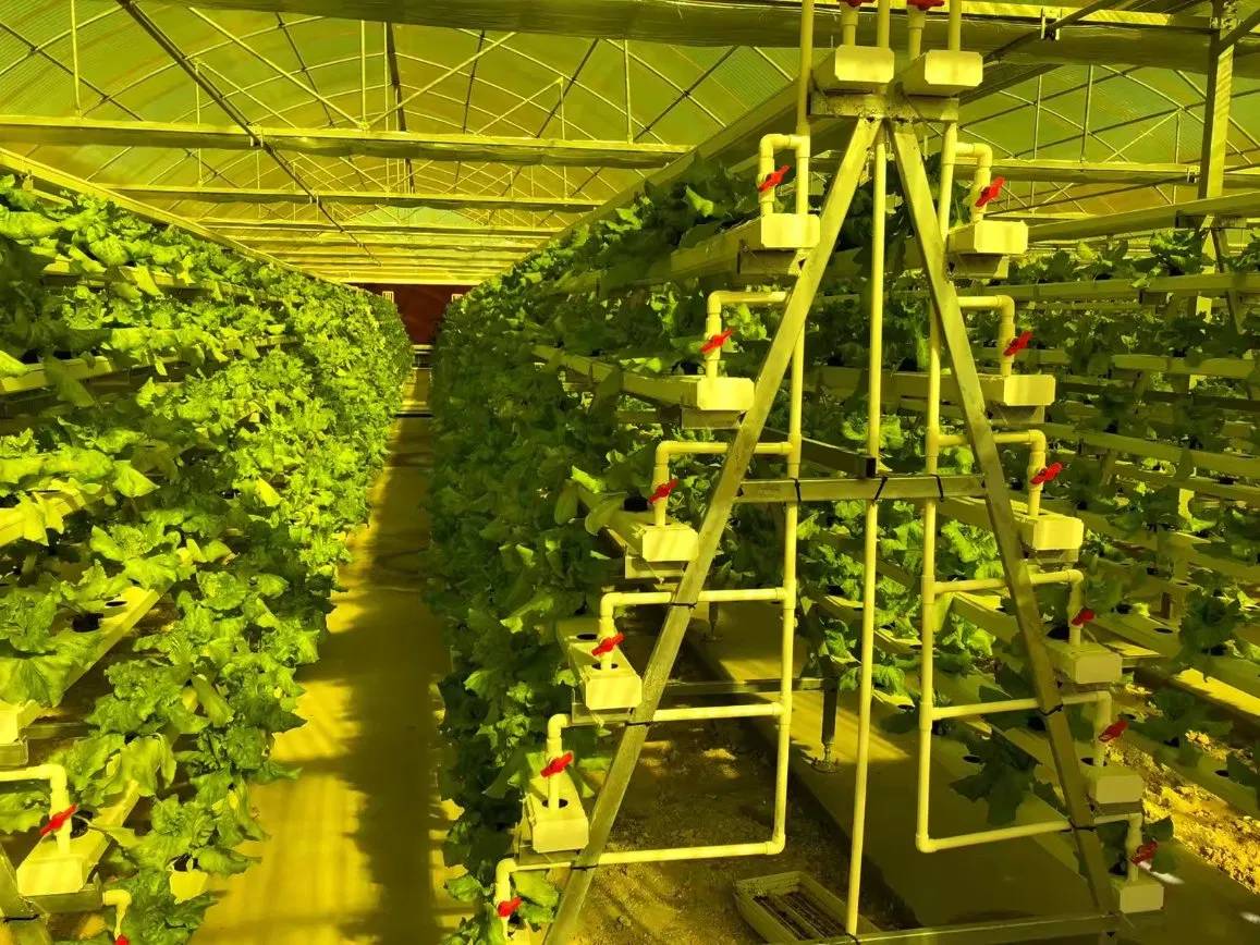 A frame vertical growing racks carrying leafy crops inside a greenhouse