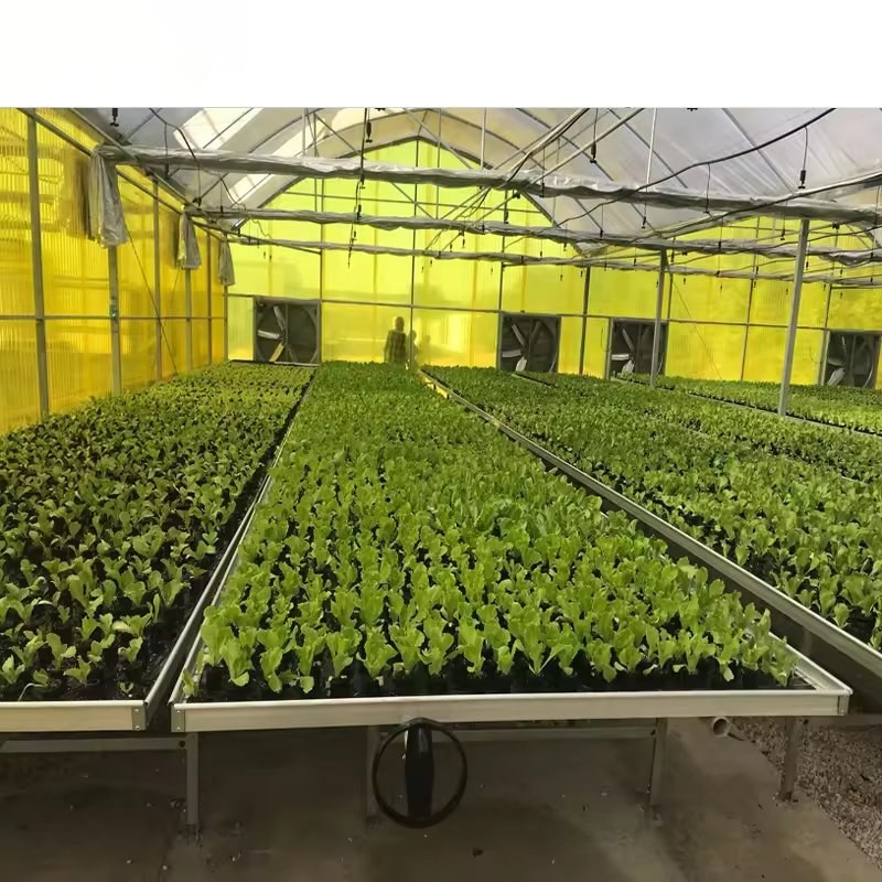 Leafy seedlings growing in shallow troughs inside a film greenhouse