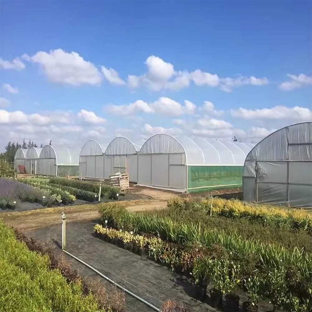 Several poly tunnel greenhouses of the same size on a nursery site