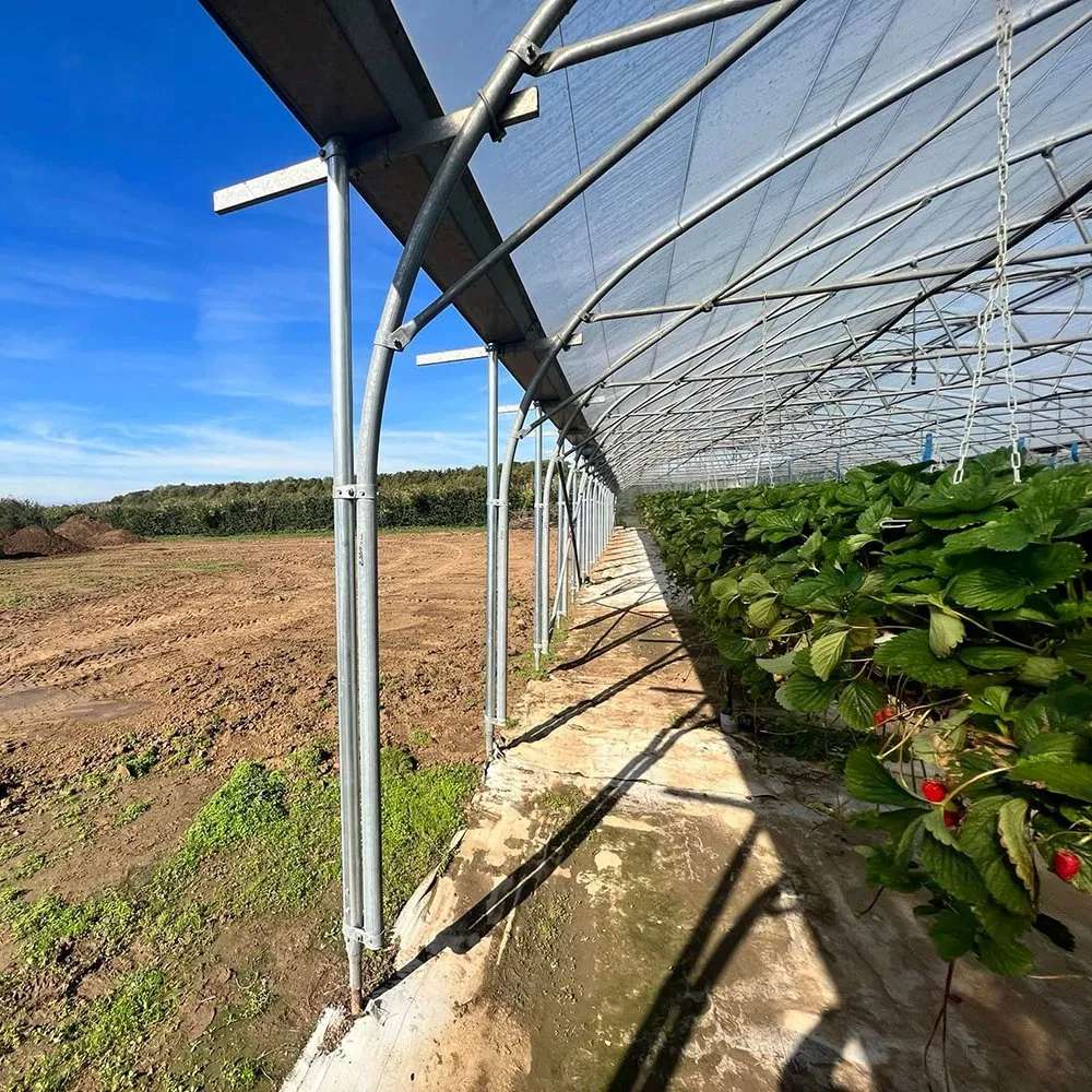 Vegetable crop growing under a film greenhouse cover