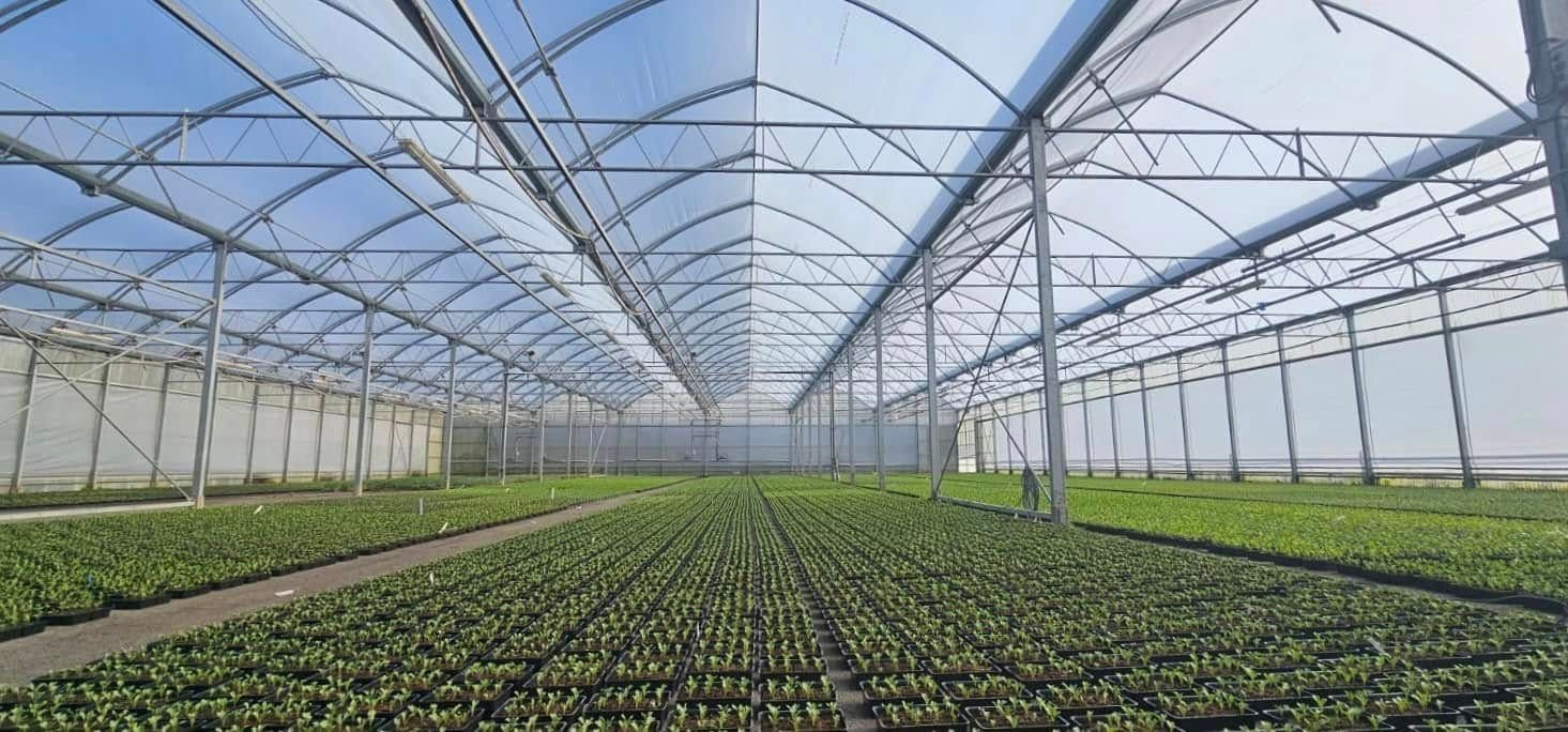 Seedling trays on benches under a greenhouse roof