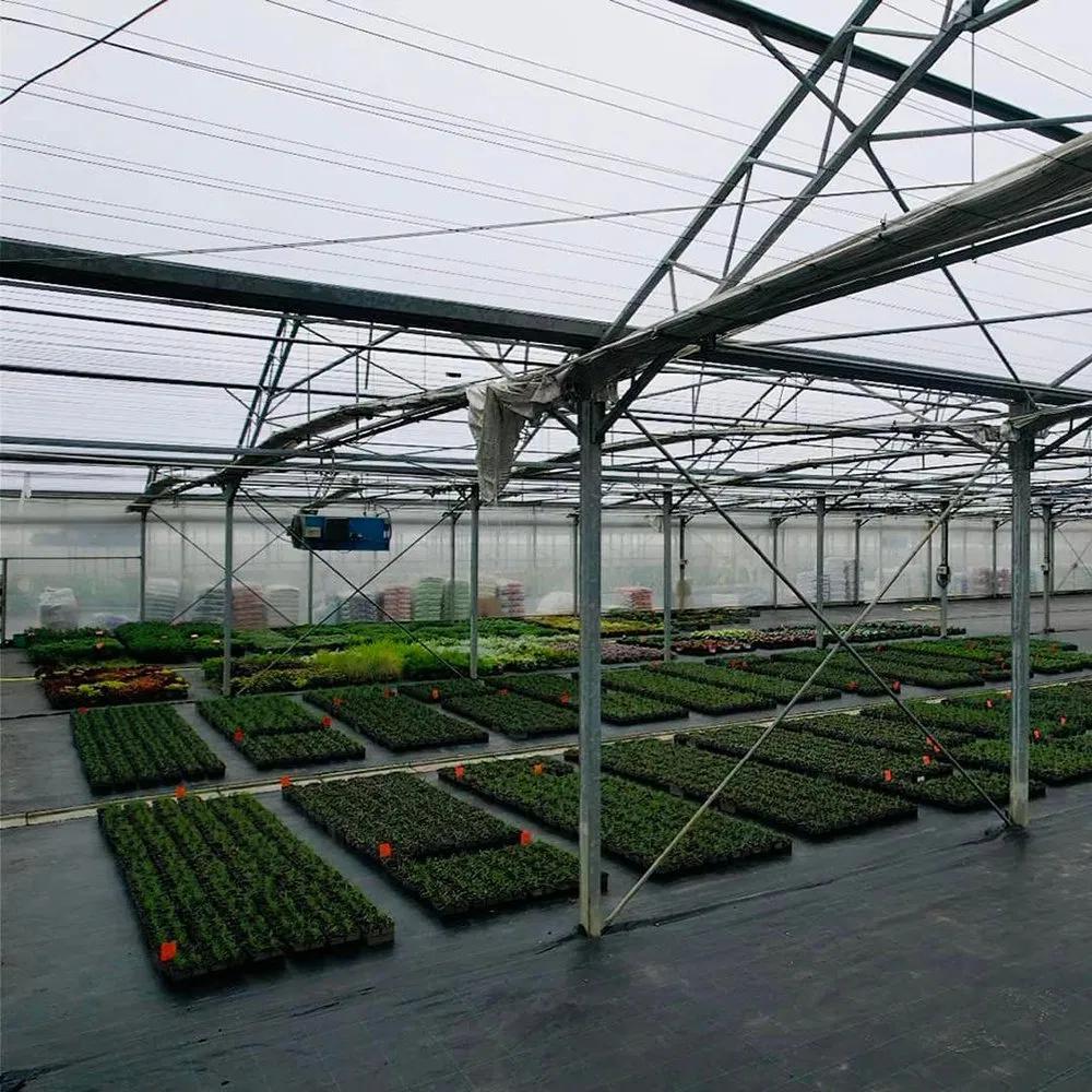 Young plants in trays under a bright greenhouse cover