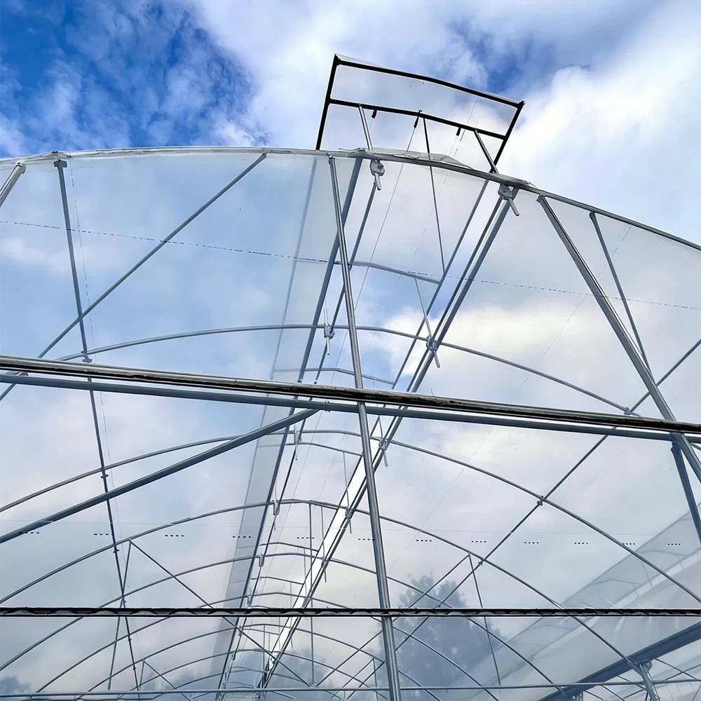 Interior of a film tunnel greenhouse showing the galvanized frame against the sky