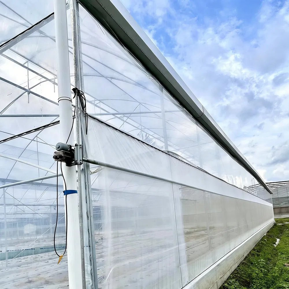 Close view of a roll up side wall on a film tunnel greenhouse