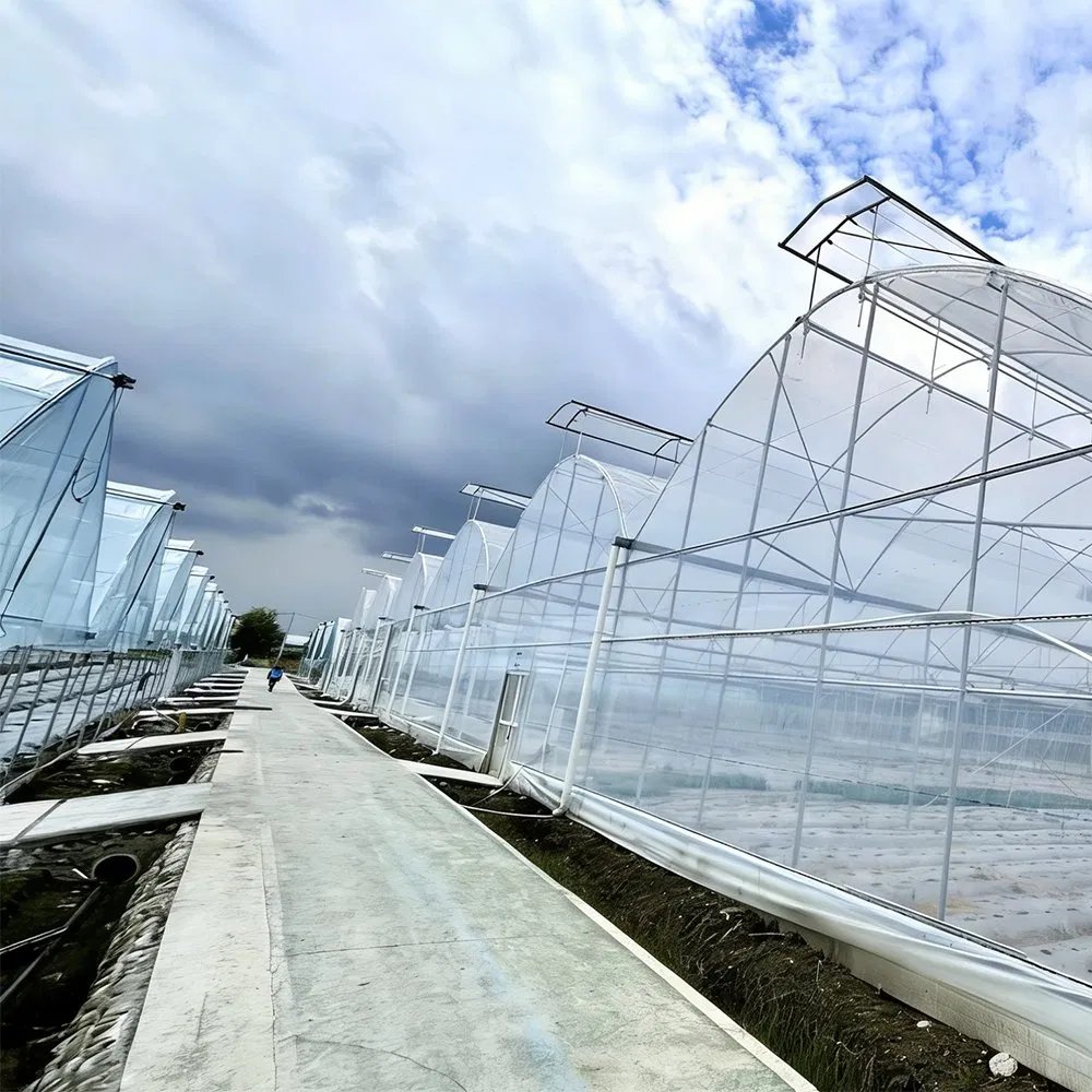Single Span Film Tunnel Greenhouse Kit for Seeding and Strawberry