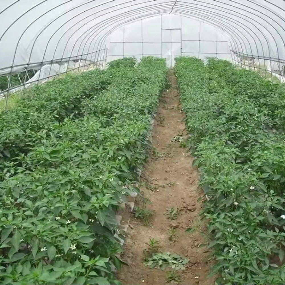 Rows of leafy crops growing inside a tunnel greenhouse