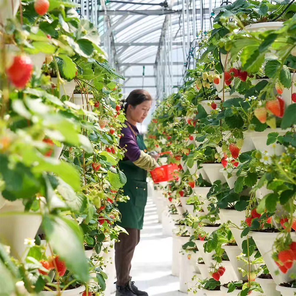 Worker harvesting tomatoes inside a tall tunnel greenhouse