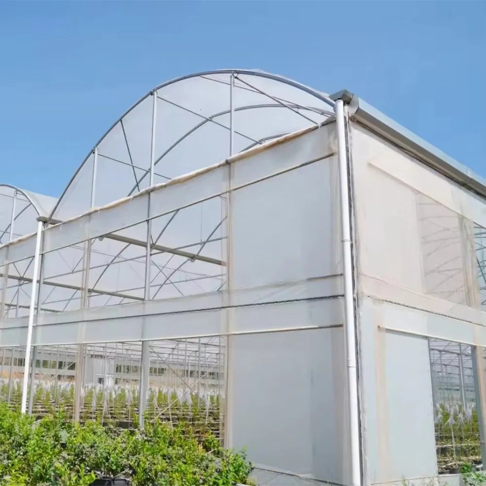 Multi span film greenhouse with roof and side vents open