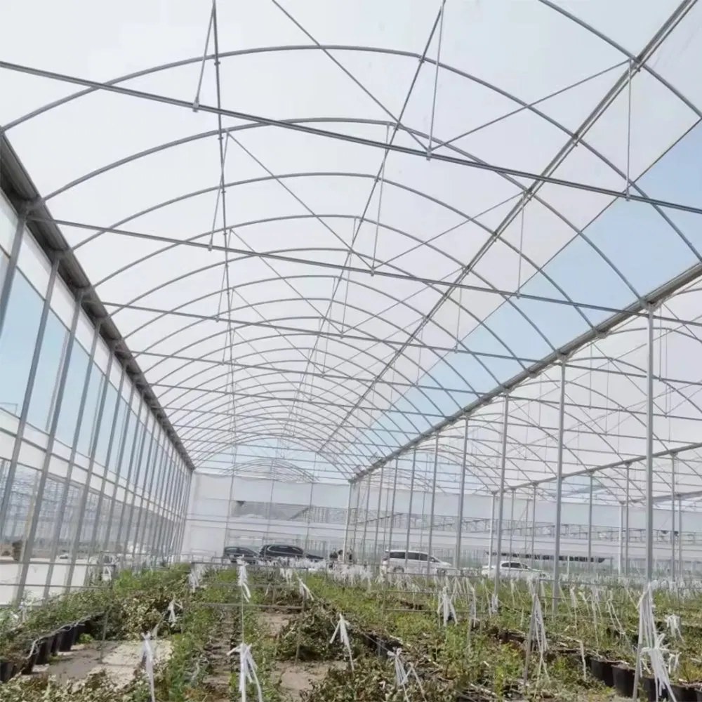Interior of a multi span film greenhouse showing trusses and service pipes