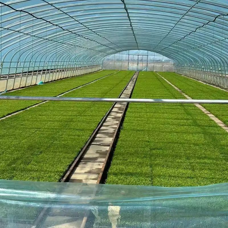 Seedling trays arranged on benches inside a film tunnel greenhouse