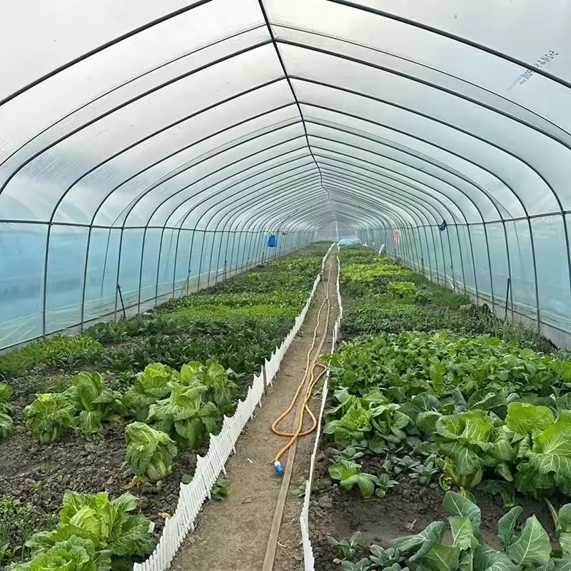 Leafy vegetables growing in rows inside a single span film tunnel greenhouse