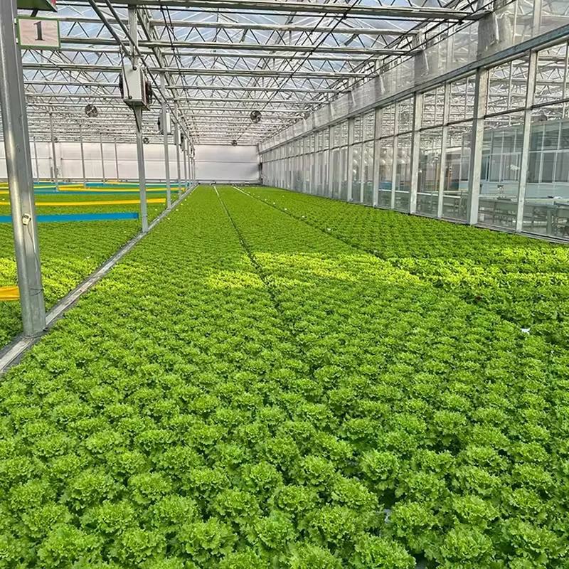 Rows of leafy greens growing under a Venlo glass roof