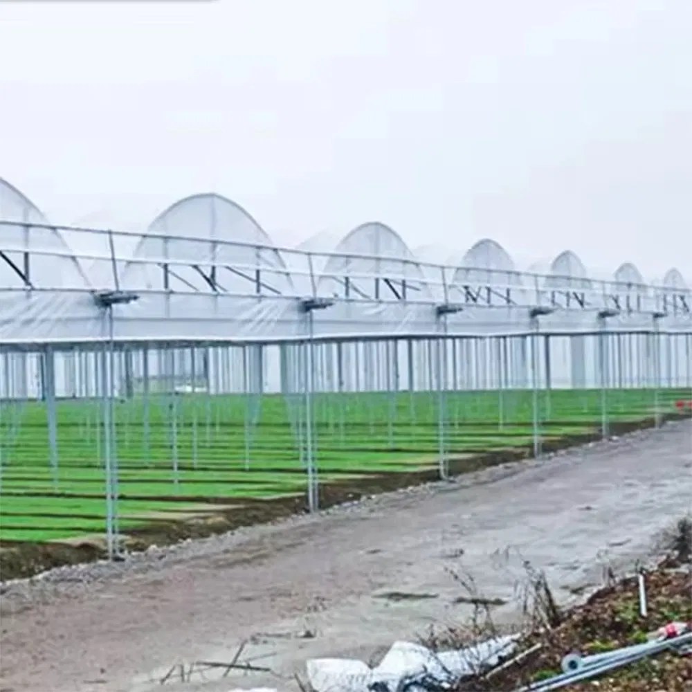 Rows of multi span film greenhouses on a production site