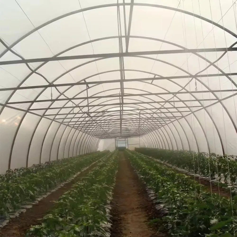 Crop rows running the length of a multi span film greenhouse