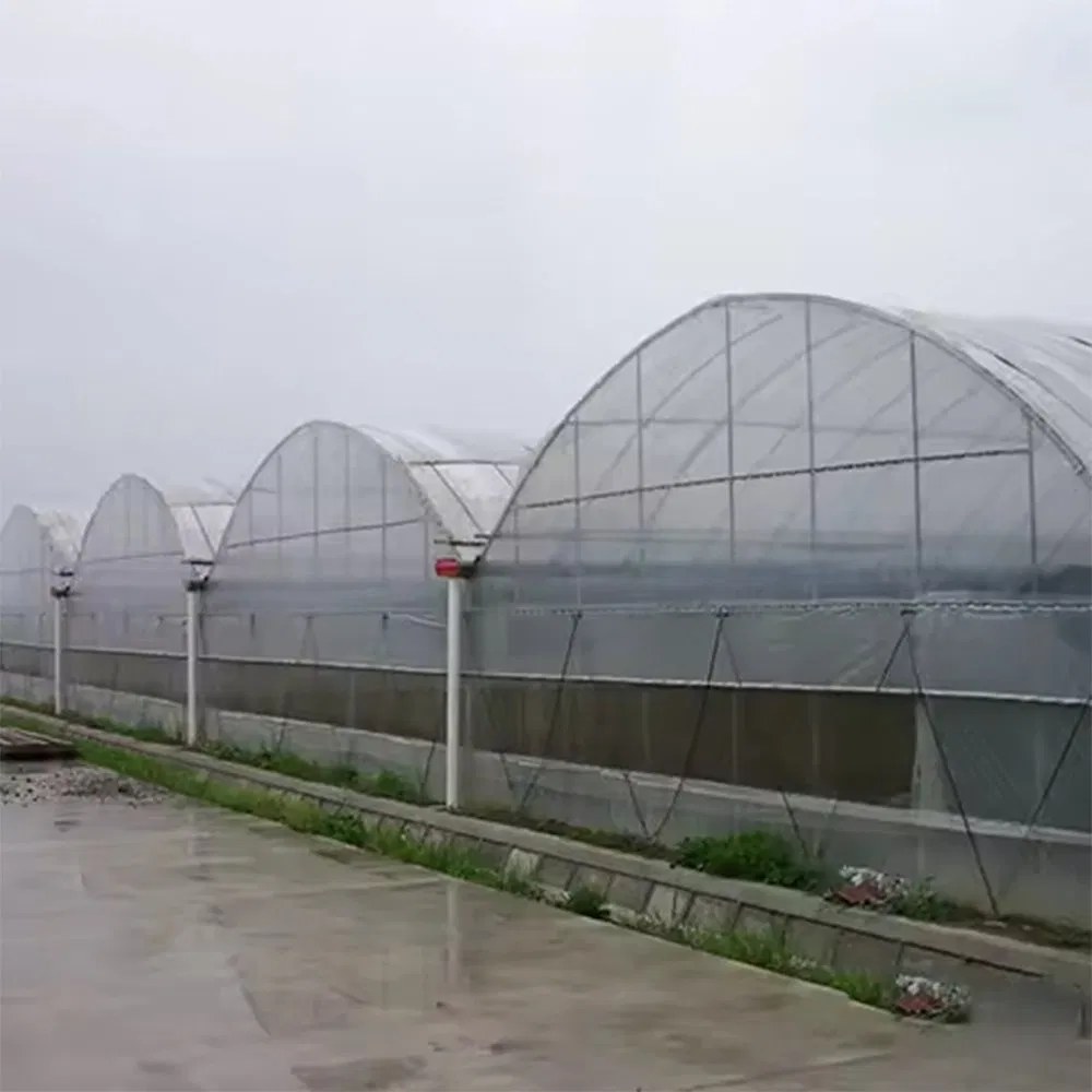 Multi Span Hot Dip Galvanized Steel Plastic Film Greenhouse for Farms