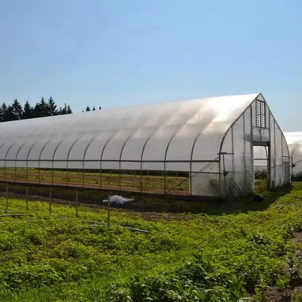 A multi span film greenhouse range seen from the field edge