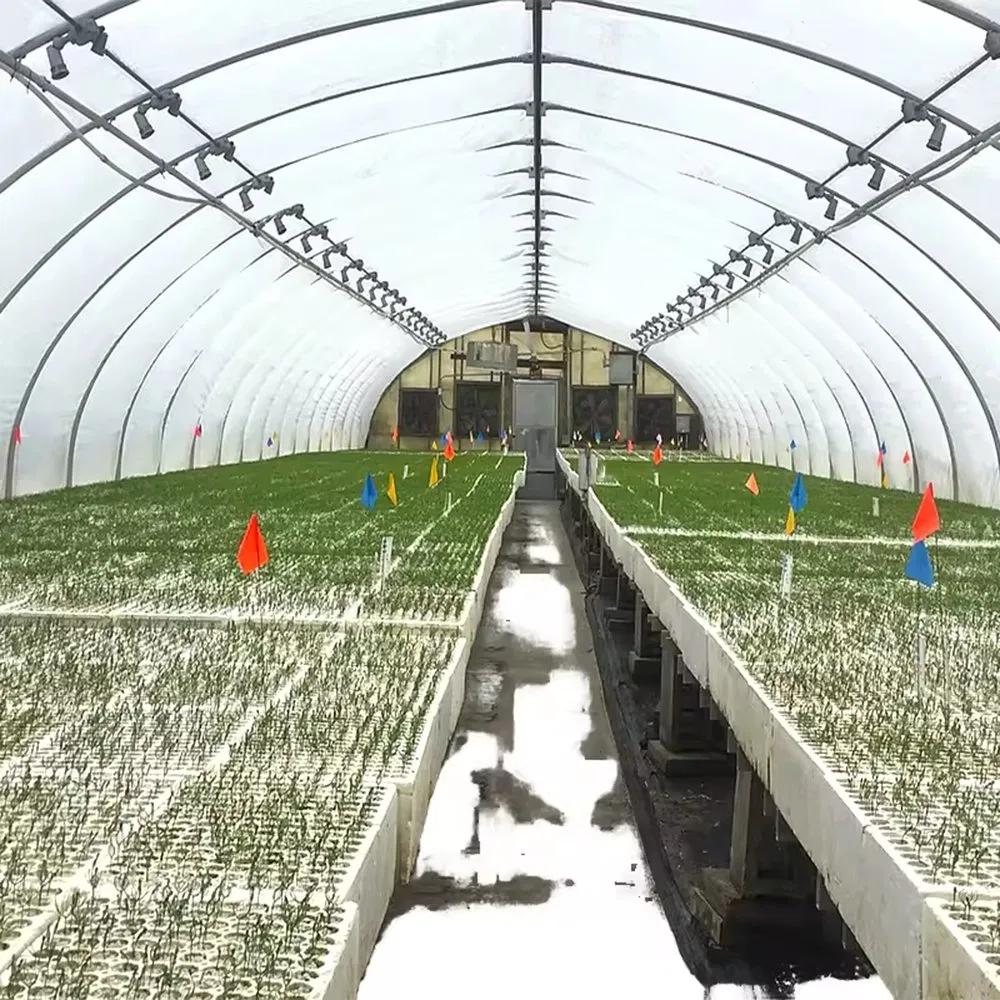 Seedling beds under a thermal screen inside a single span film greenhouse