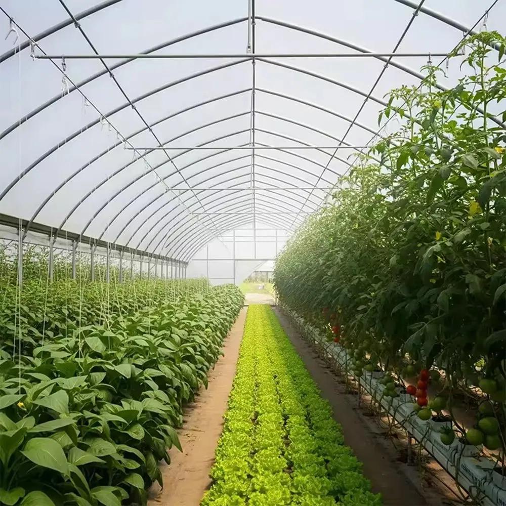 Crop rows and a central path inside a single span film greenhouse