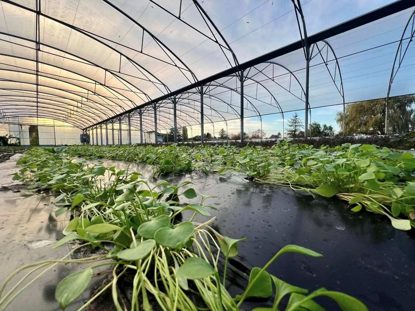 Leafy crops growing in shallow beds inside a single arch tunnel greenhouse