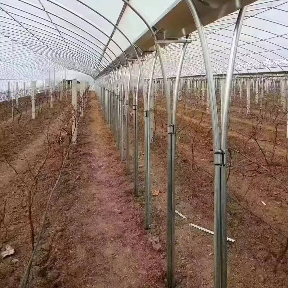 Long rows of beds running the length of a single arch tunnel greenhouse