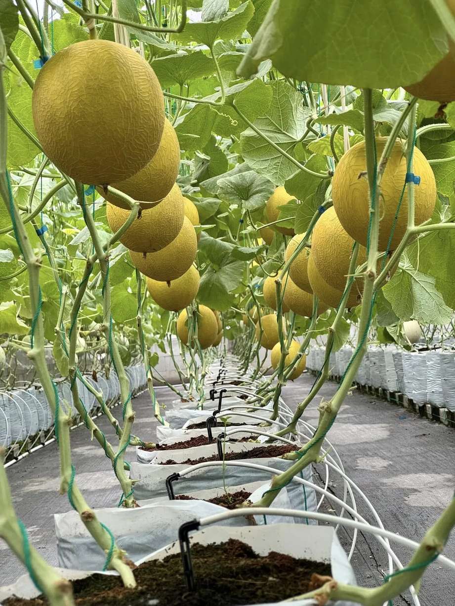 Melon plants trained on strings in gutters inside a multi span glass greenhouse