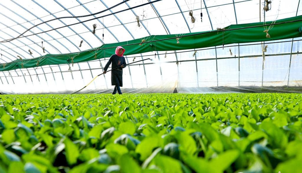 Shade screen drawn over seedling beds inside a glass greenhouse