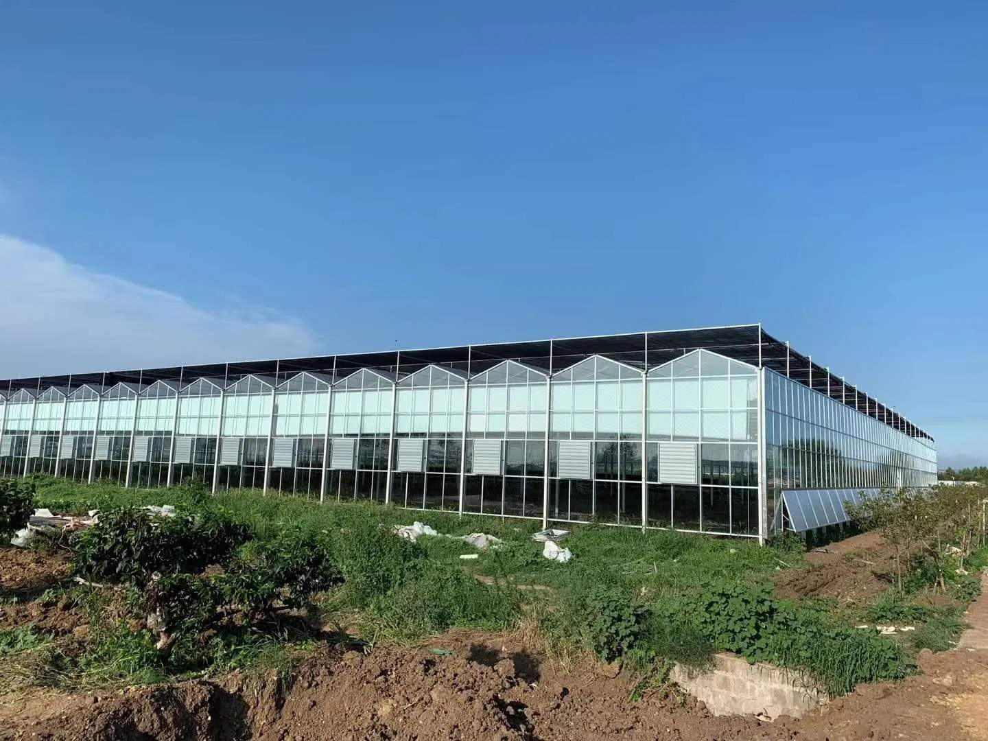 Multi Span Glass Greenhouse with 8 mm Tempered Glass for High Yield Farms
