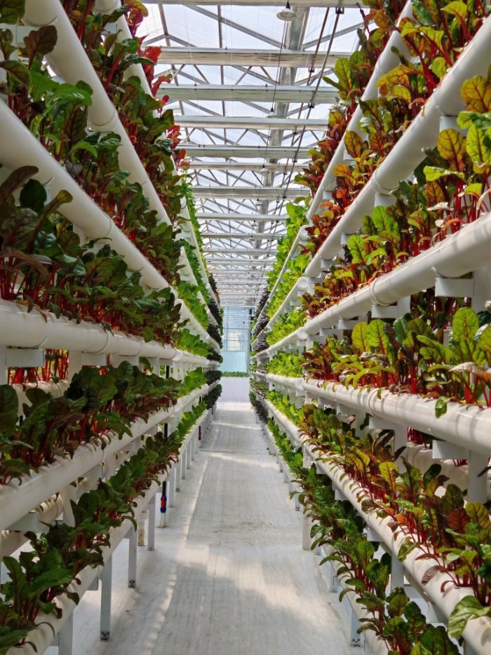 Vertical hydroponic growing towers inside a glass greenhouse