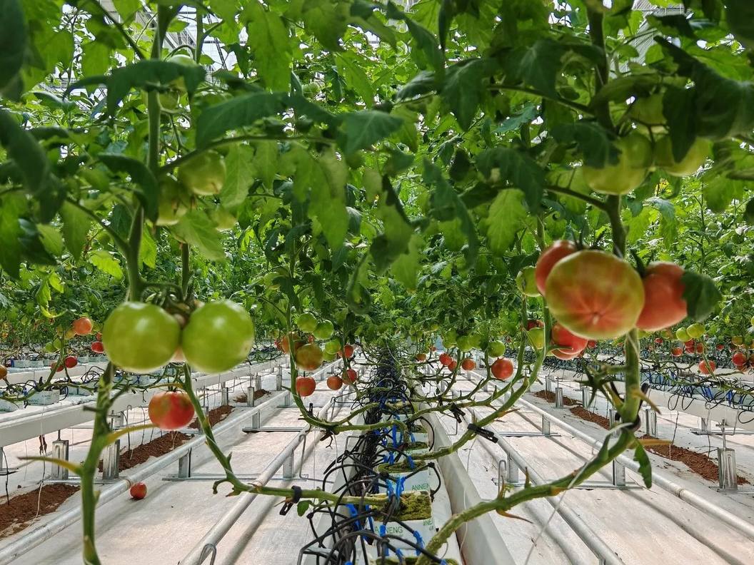 Cherry tomatoes ripening on the vine inside a tempered glass greenhouse