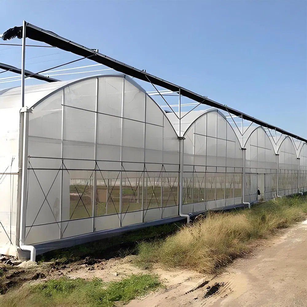 A group of film greenhouses of different spans seen from the access road