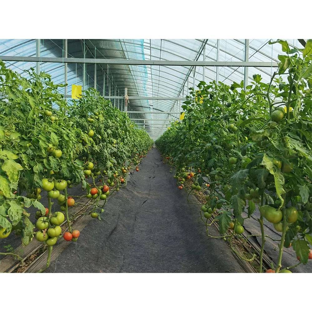 Tomato plants growing on beds inside a large plastic film greenhouse